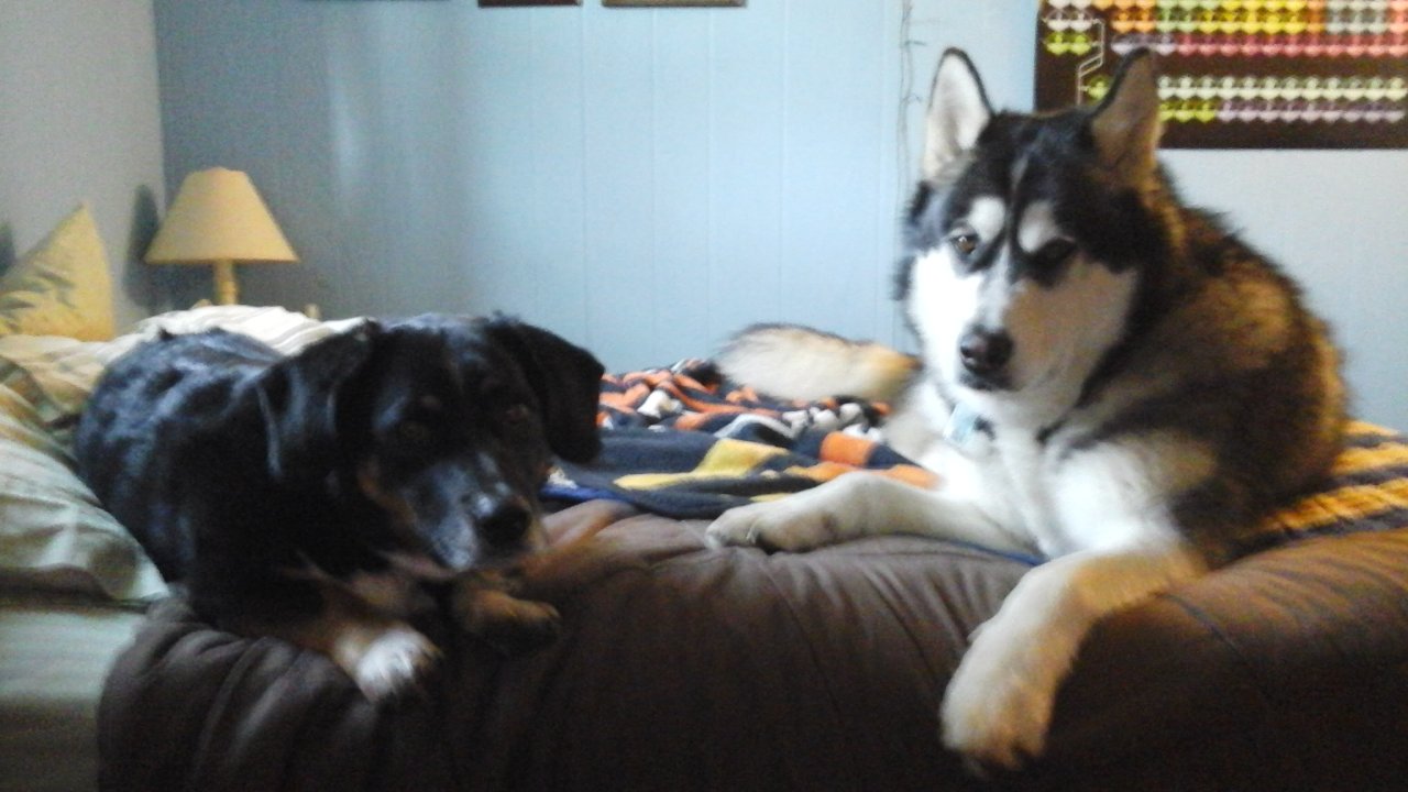 Picture of my family pet dogs, Louie and Koda