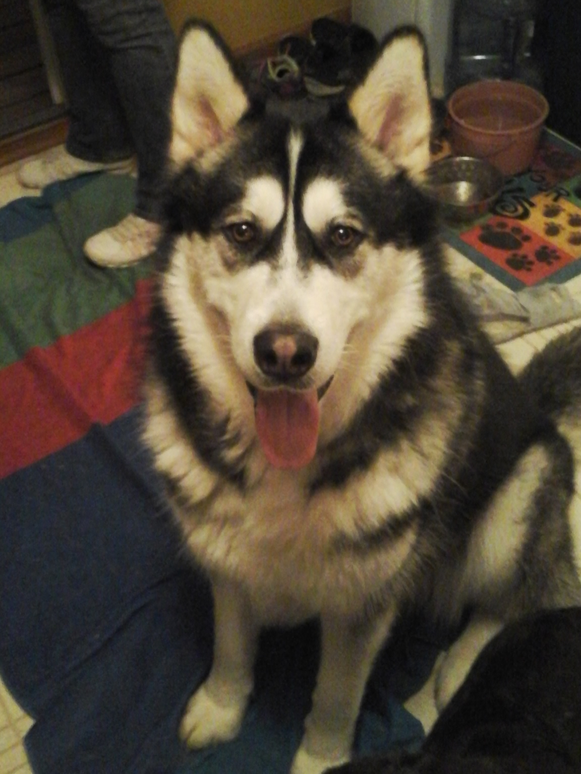 Picture of my family pet dogs, Koda